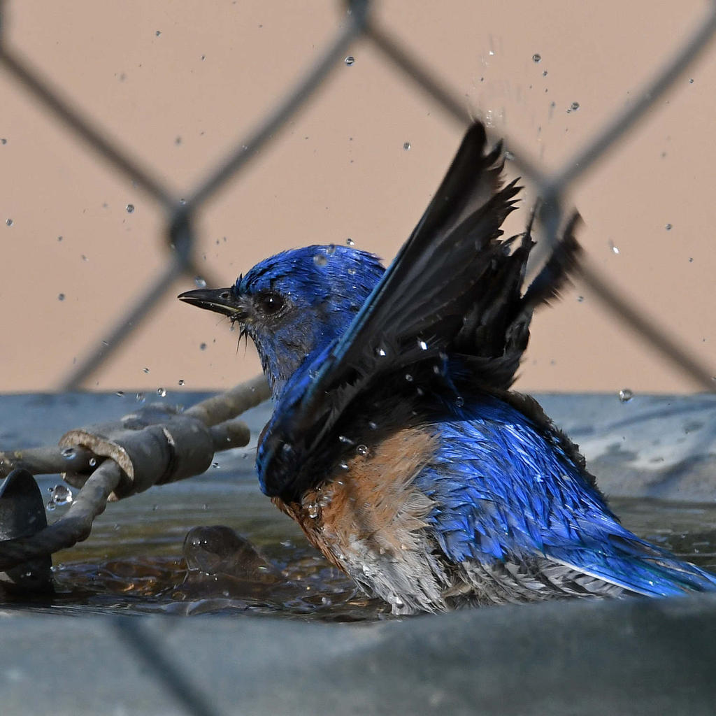 Bluebird8.jpg