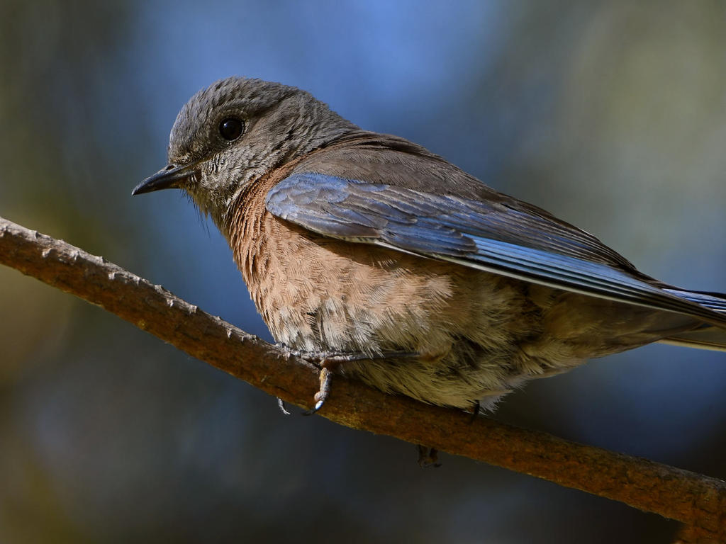 Bluebird8.jpg