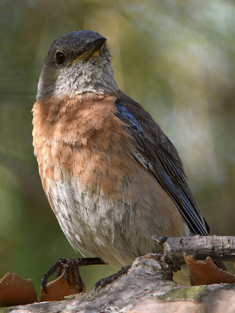 Bluebird8.jpg