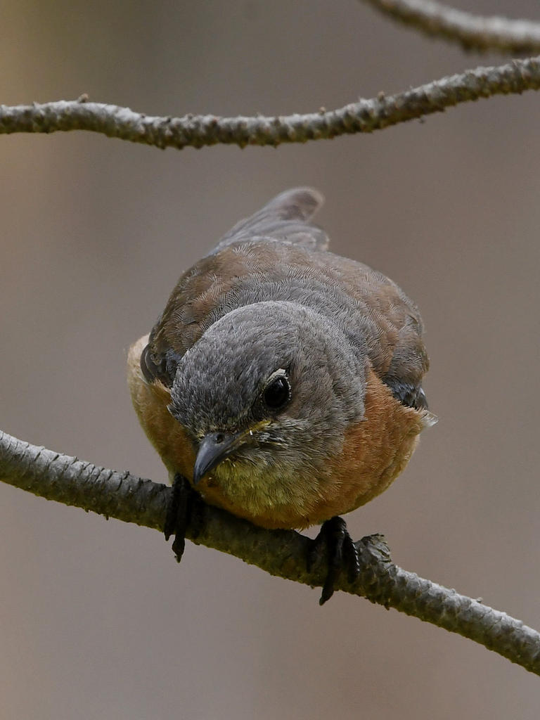 Bluebird8.jpg