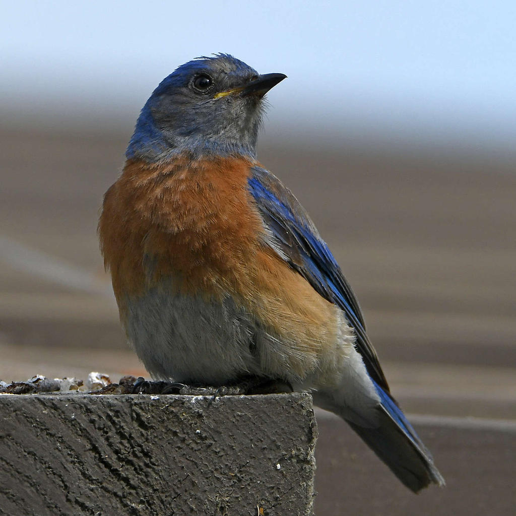 Bluebird8.jpg