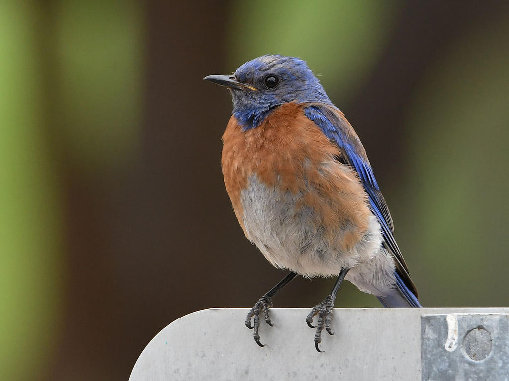 Bluebird8.jpg