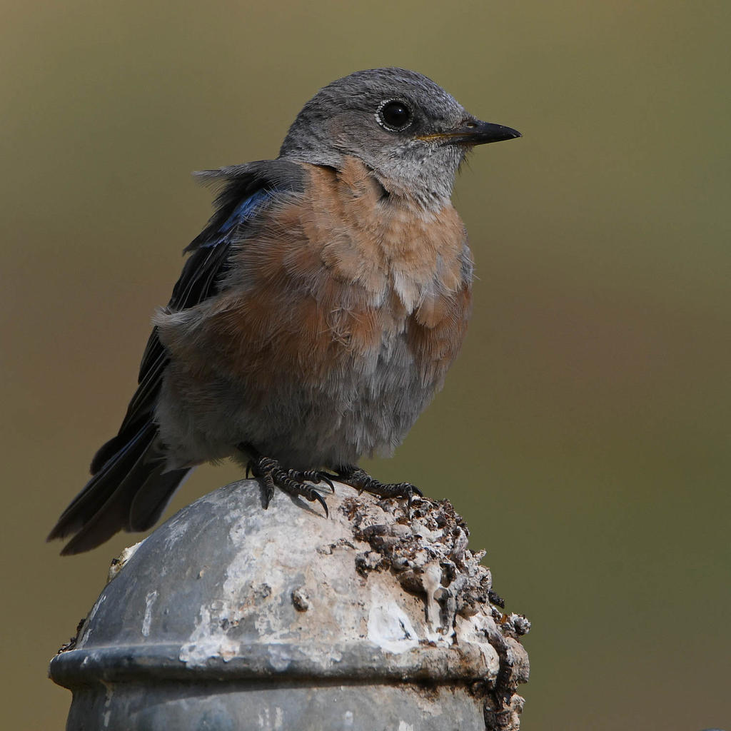 Bluebird8.jpg