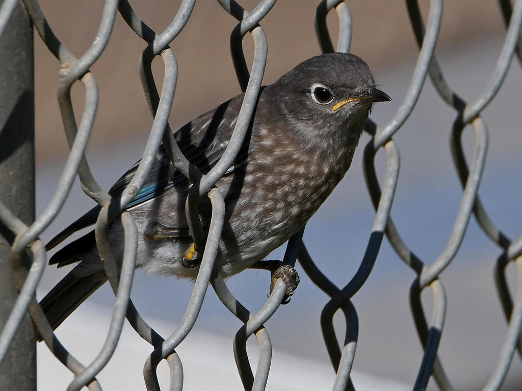 Bluebird8.jpg