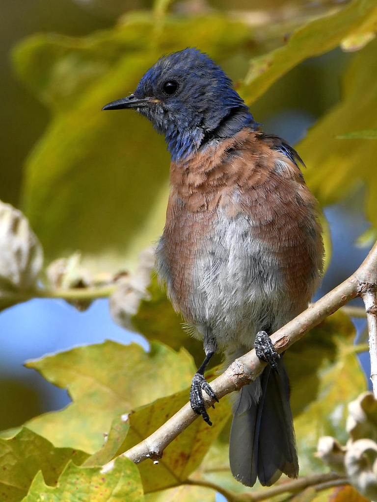 Bluebird8.jpg
