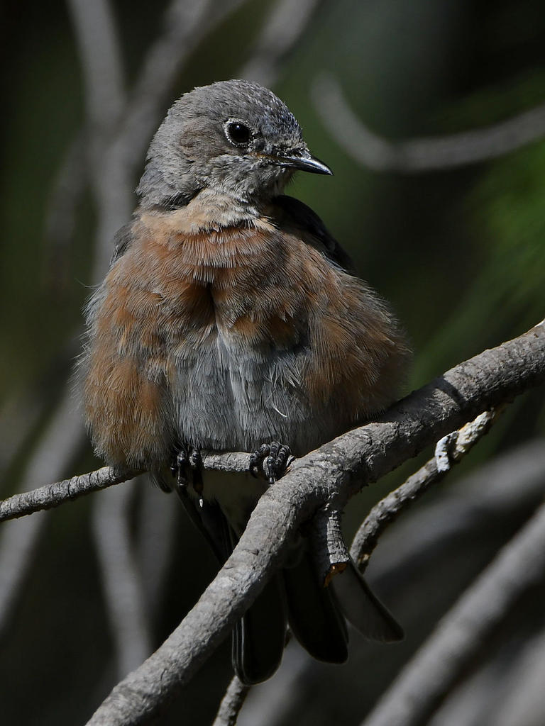Bluebird8.jpg