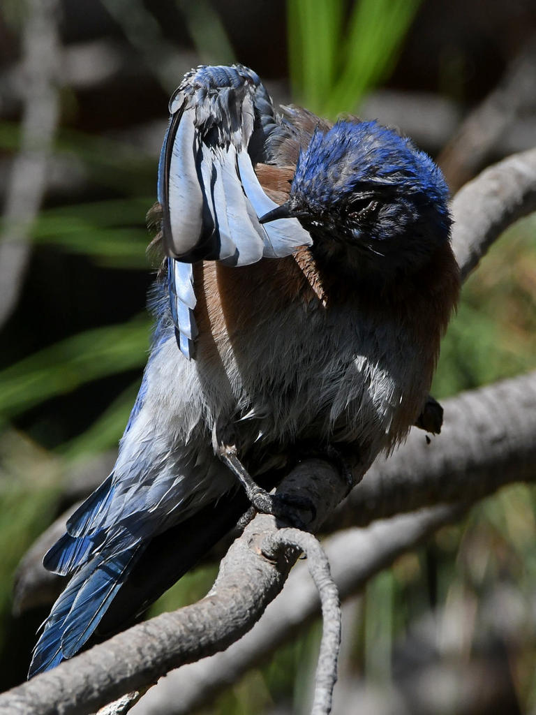 Bluebird8.jpg