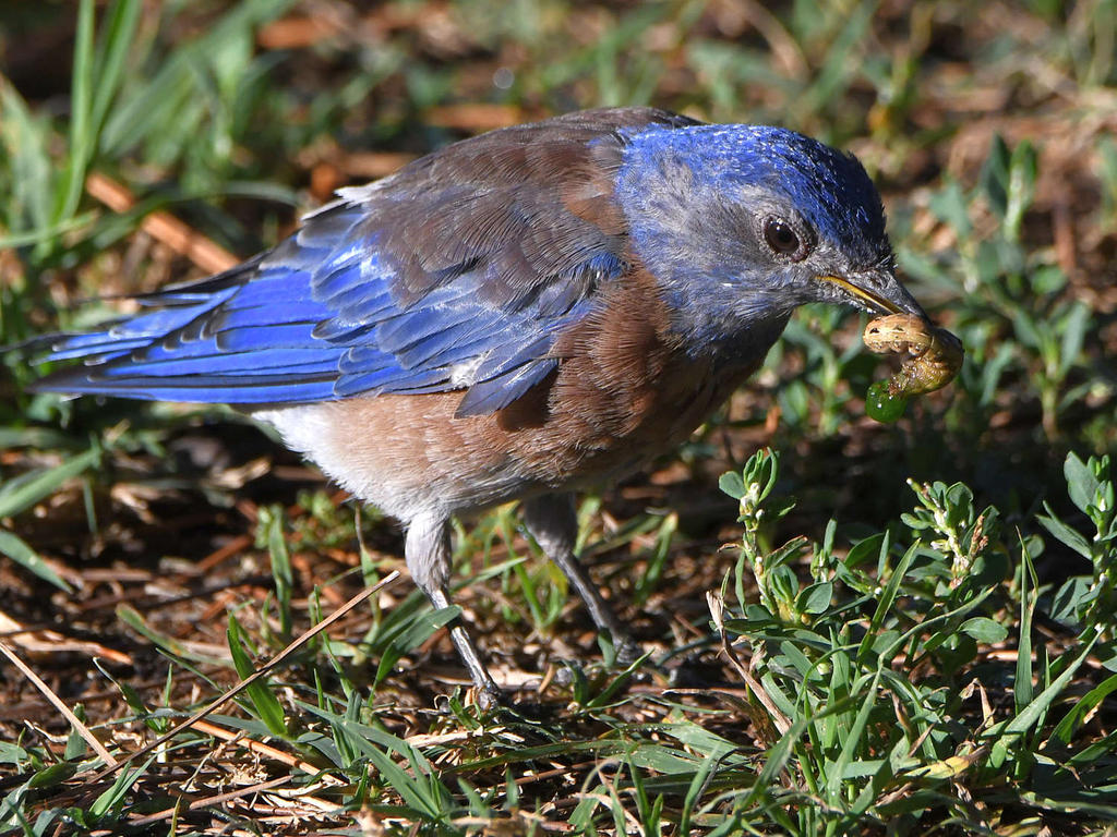 Bluebird8.jpg