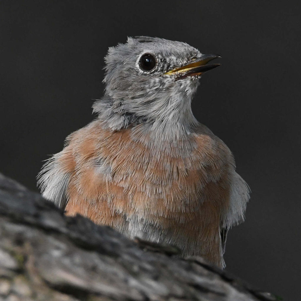 Bluebird8.jpg