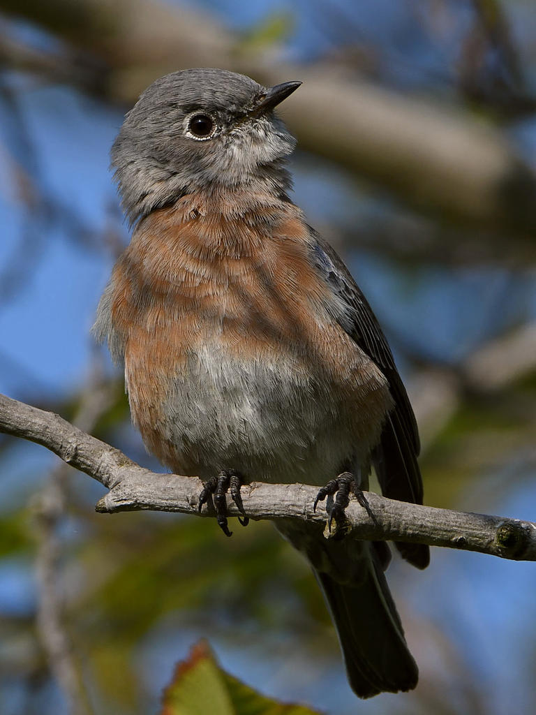 Bluebird8.jpg