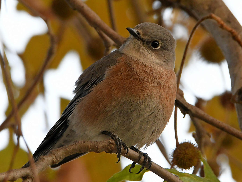 Bluebird8.jpg