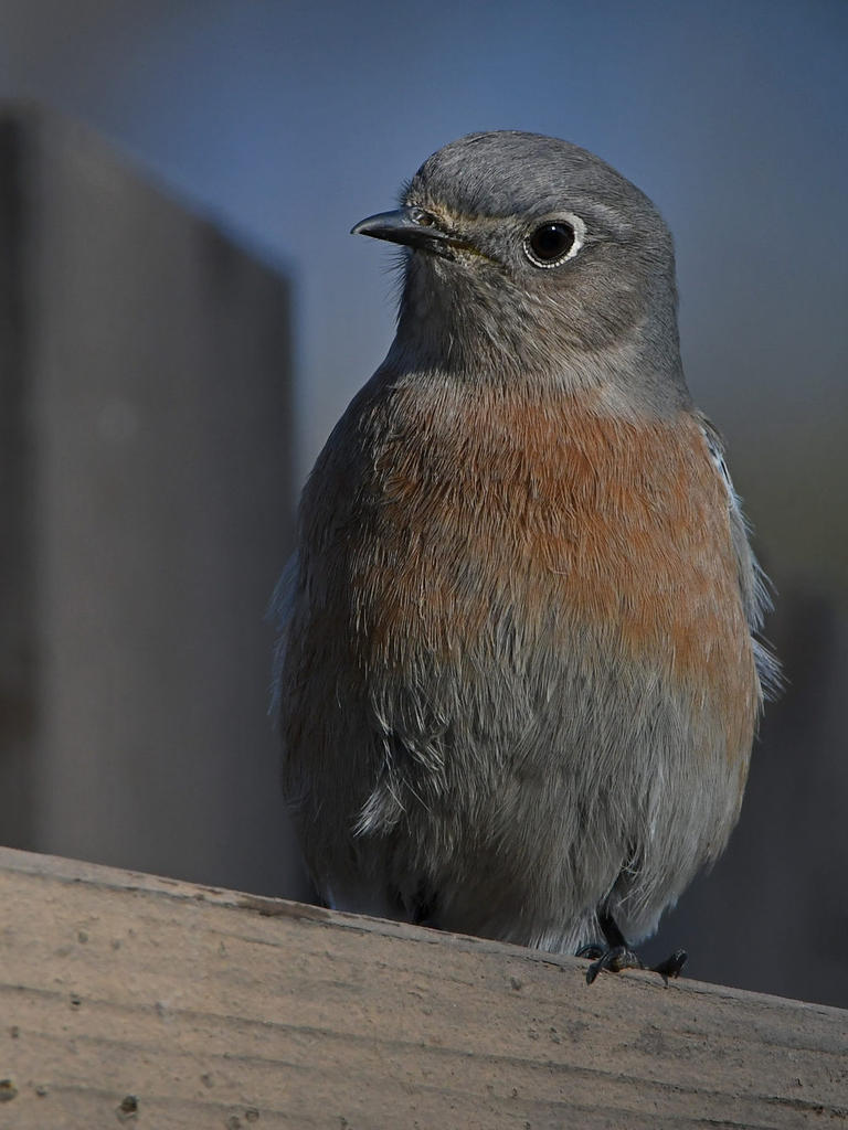 Bluebird8.jpg