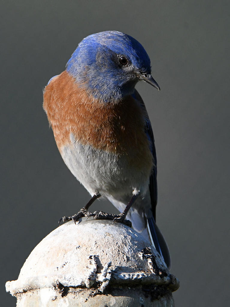 Bluebird8.jpg