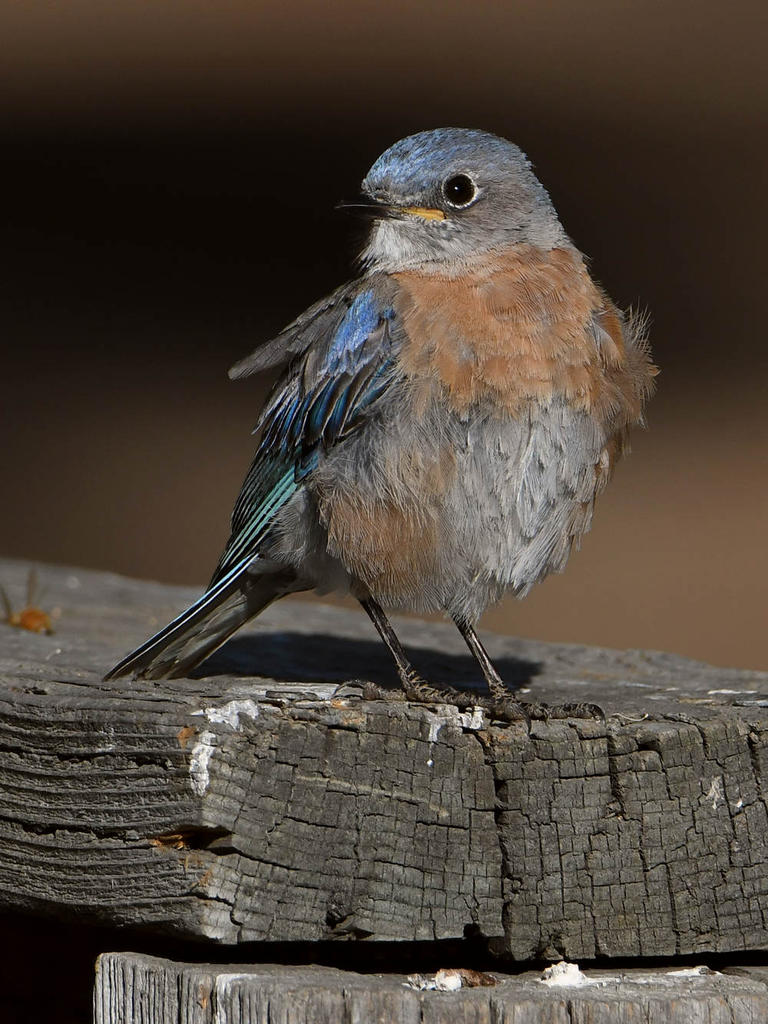 Bluebird8.jpg