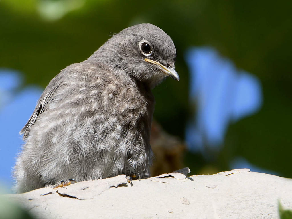 Bluebird8.jpg
