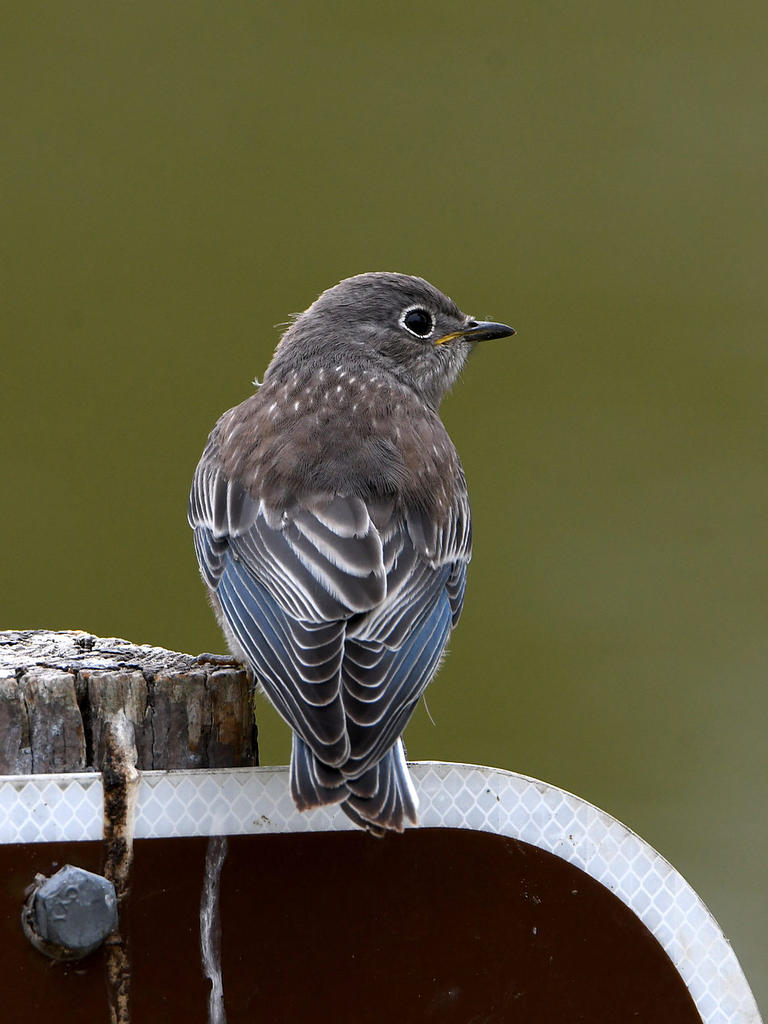 Bluebird8.jpg
