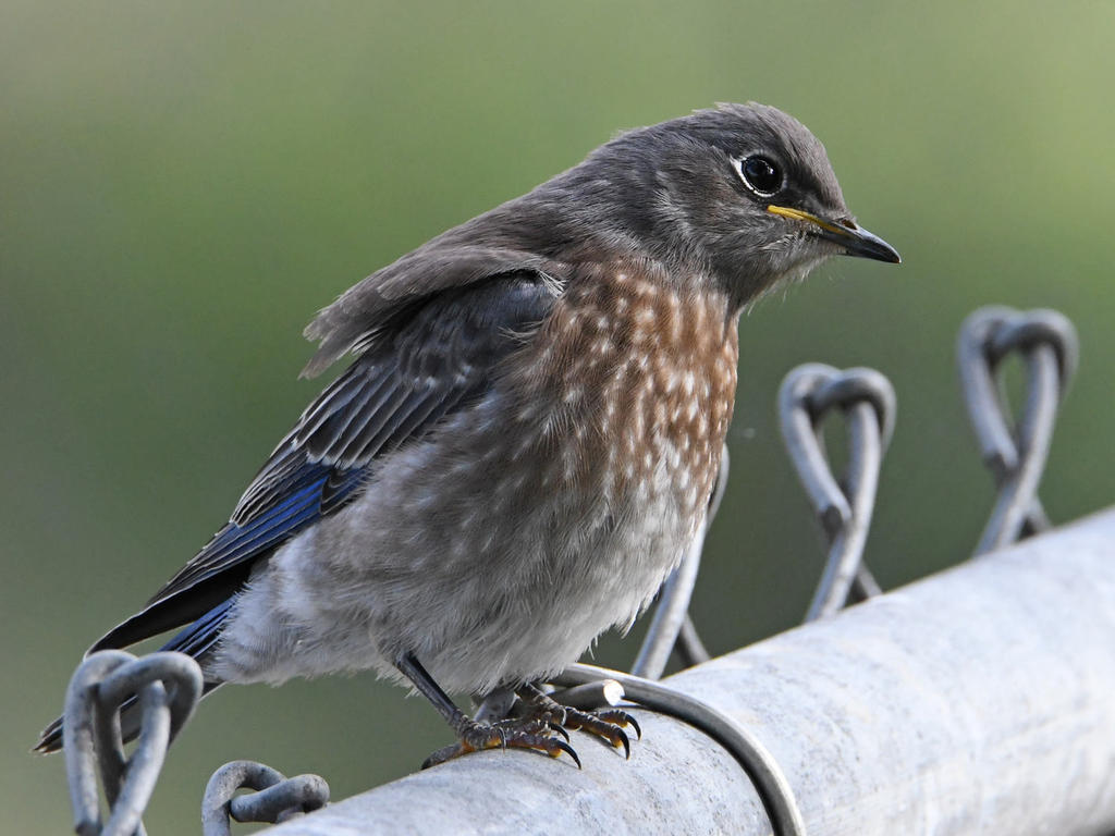 Bluebird8.jpg