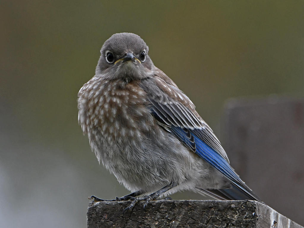 Bluebird8.jpg