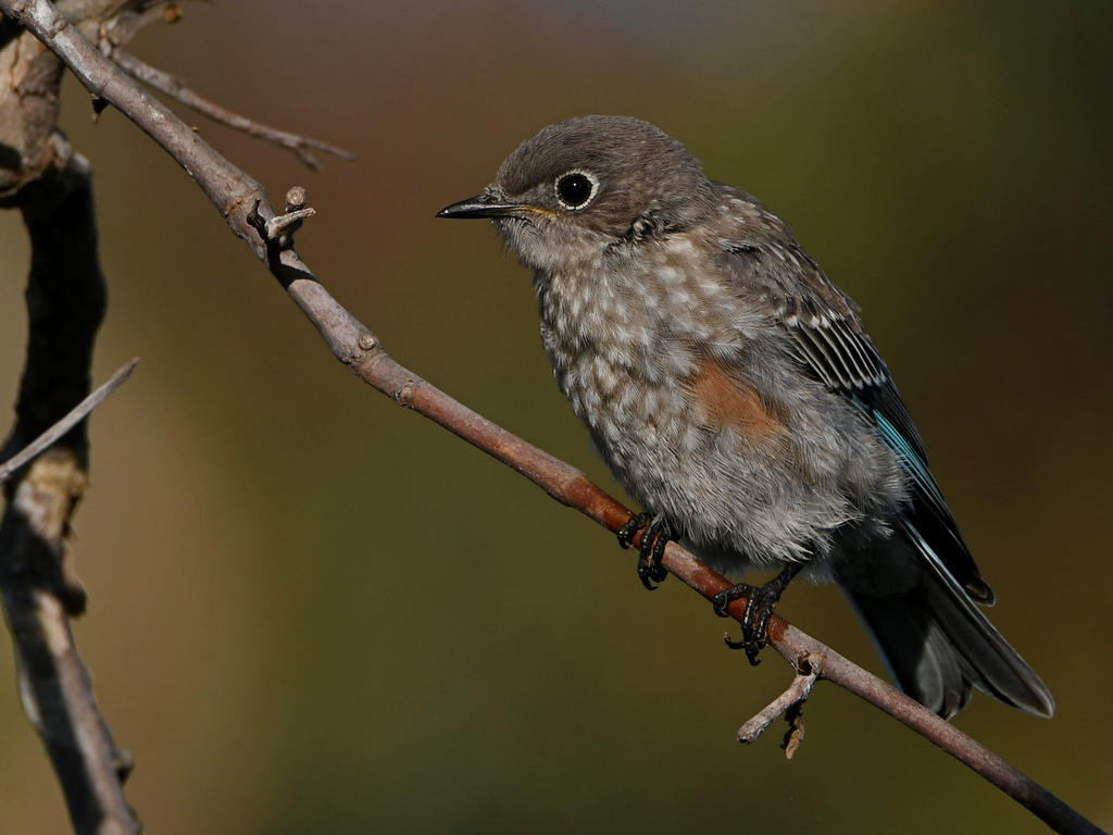Bluebird8.jpg