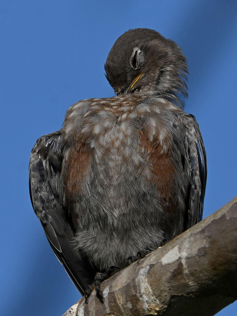 Bluebird8.jpg