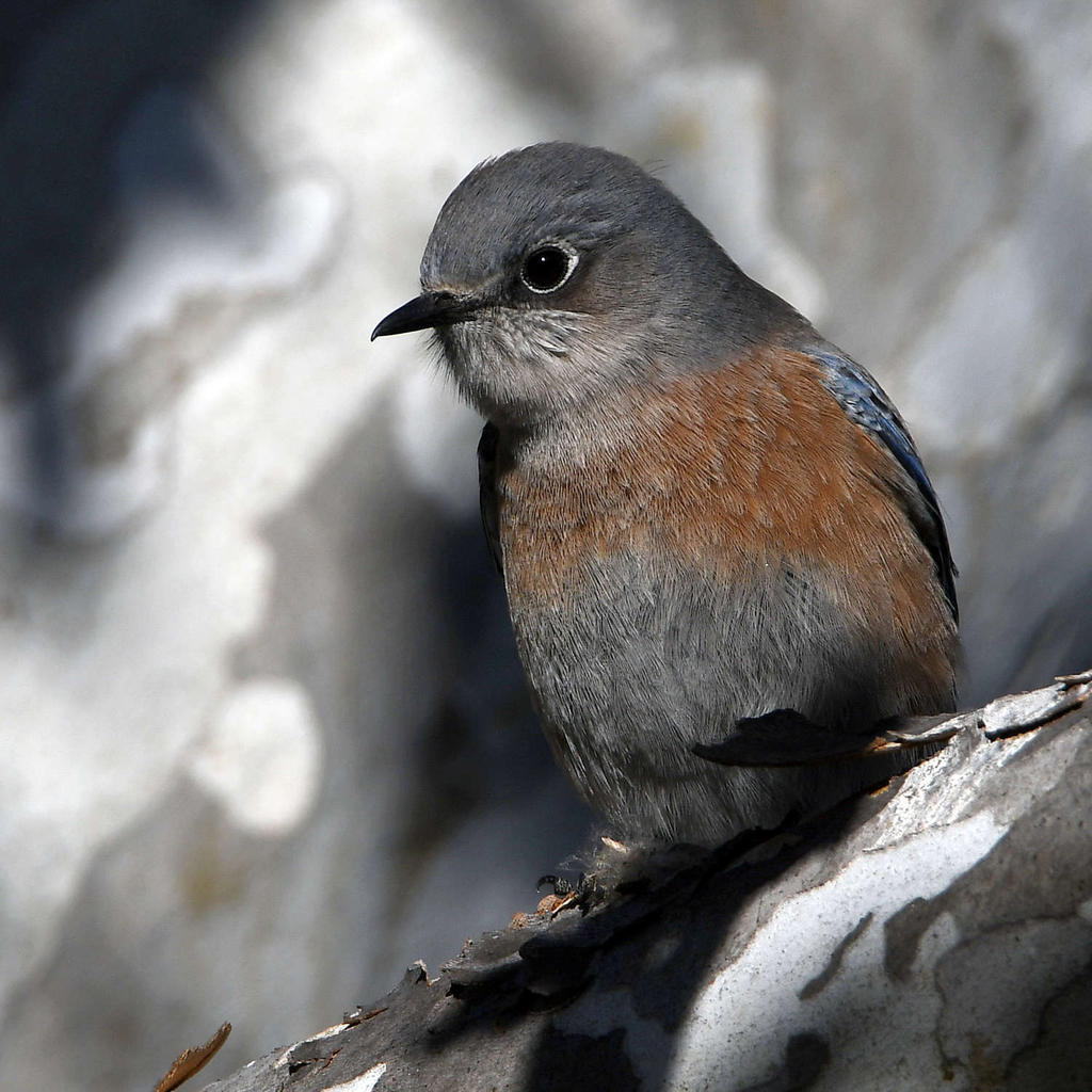 Bluebird8.jpg