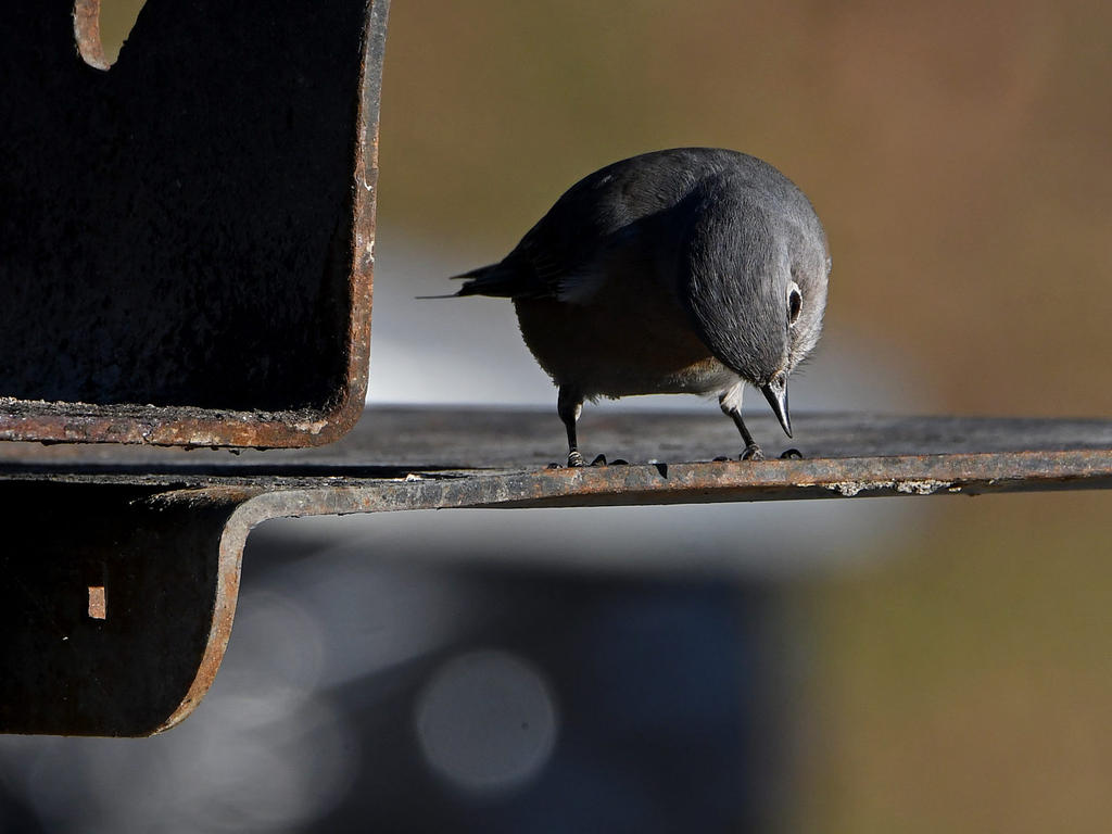 Bluebird8.jpg