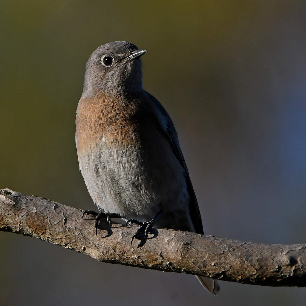 Bluebird8.jpg
