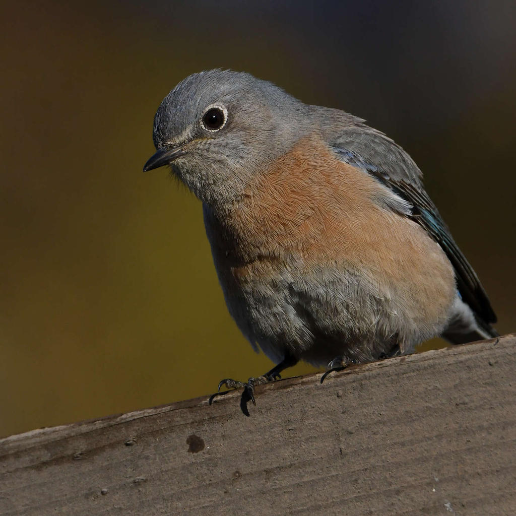 Bluebird8.jpg