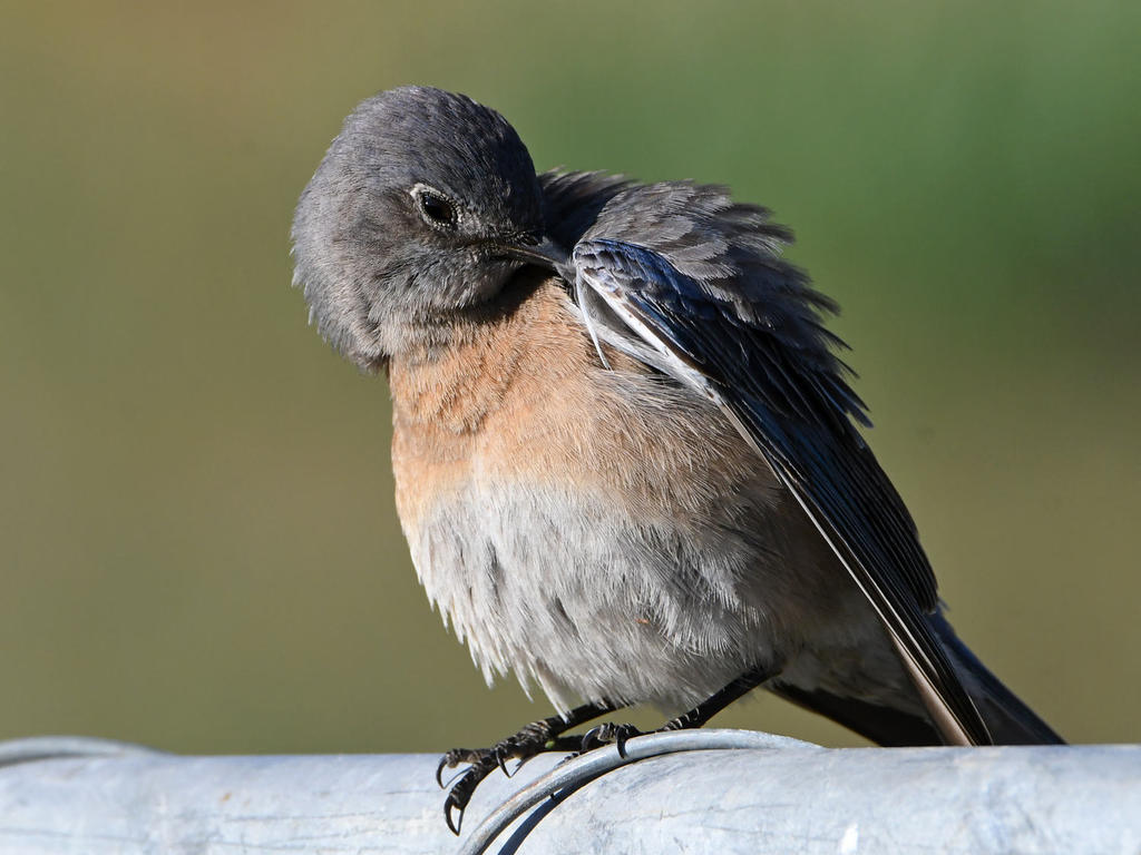 Bluebird8.jpg