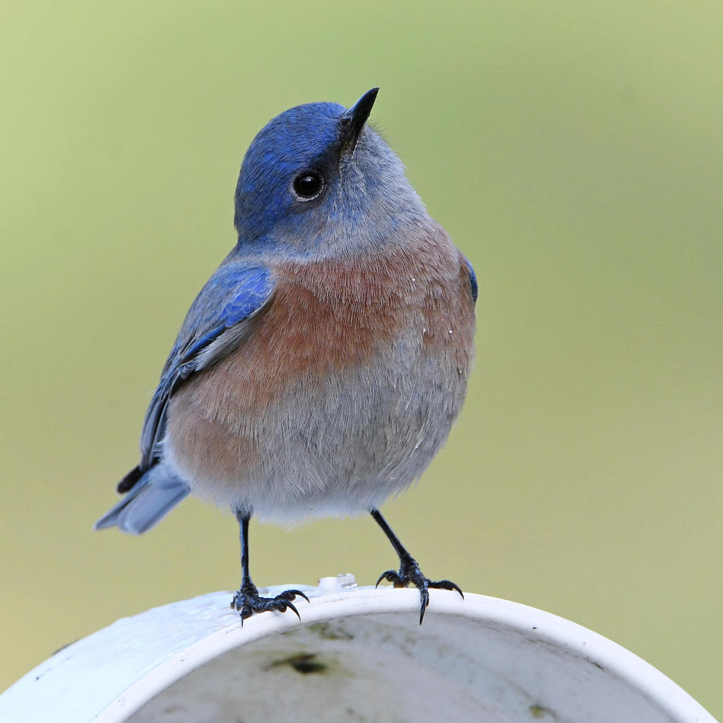 Bluebird8.jpg