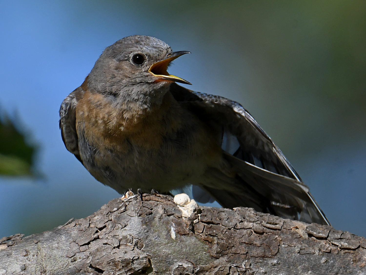 Bluebird8.jpg