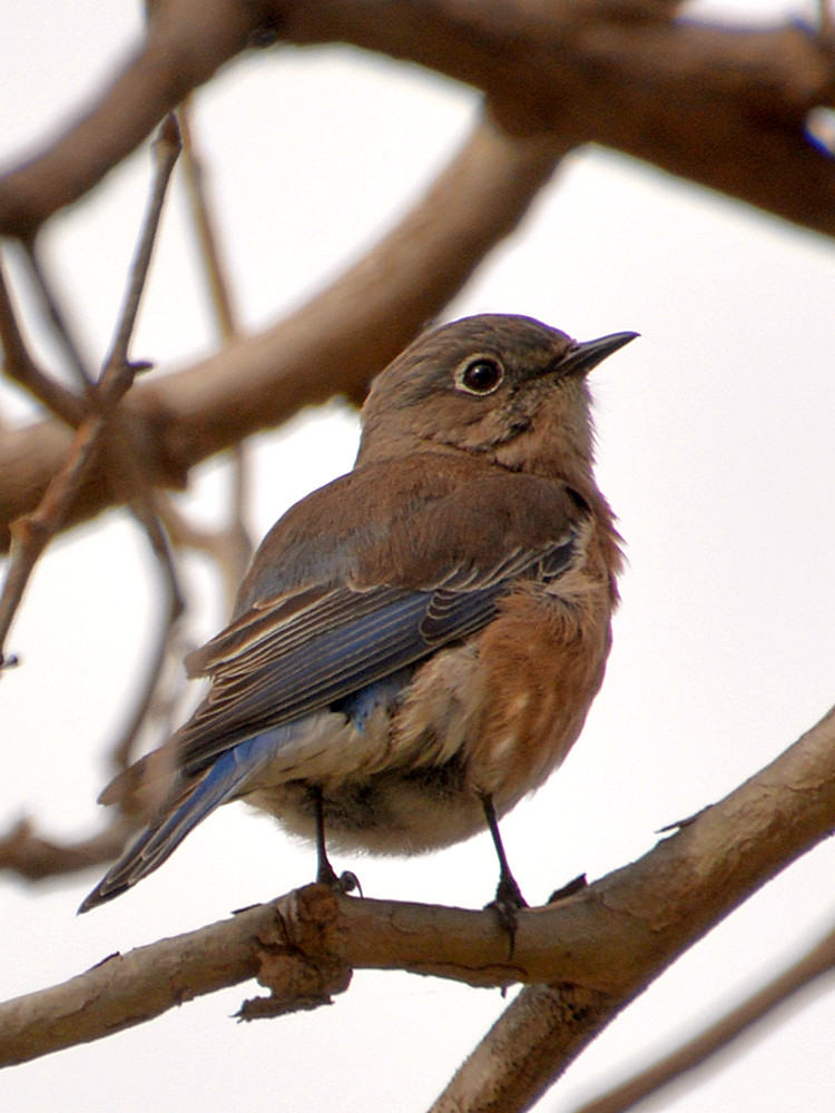 Bluebird9.jpg