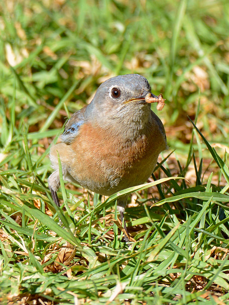 Bluebird9.jpg
