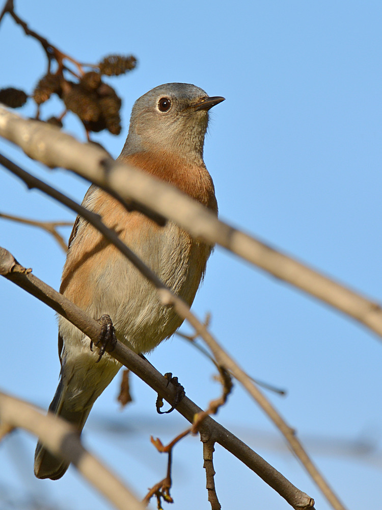 Bluebird9.jpg