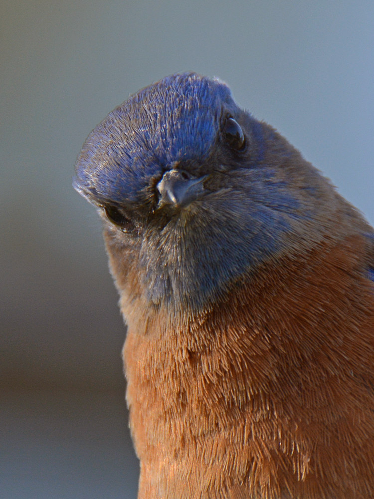 Bluebird9.jpg