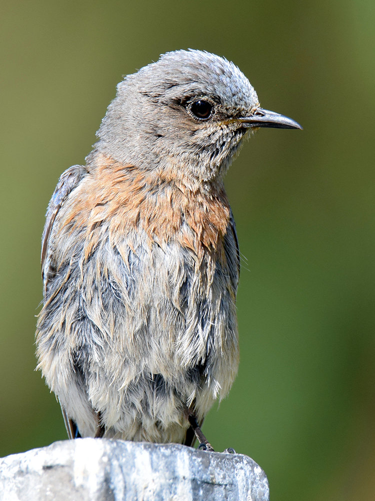 Bluebird9.jpg