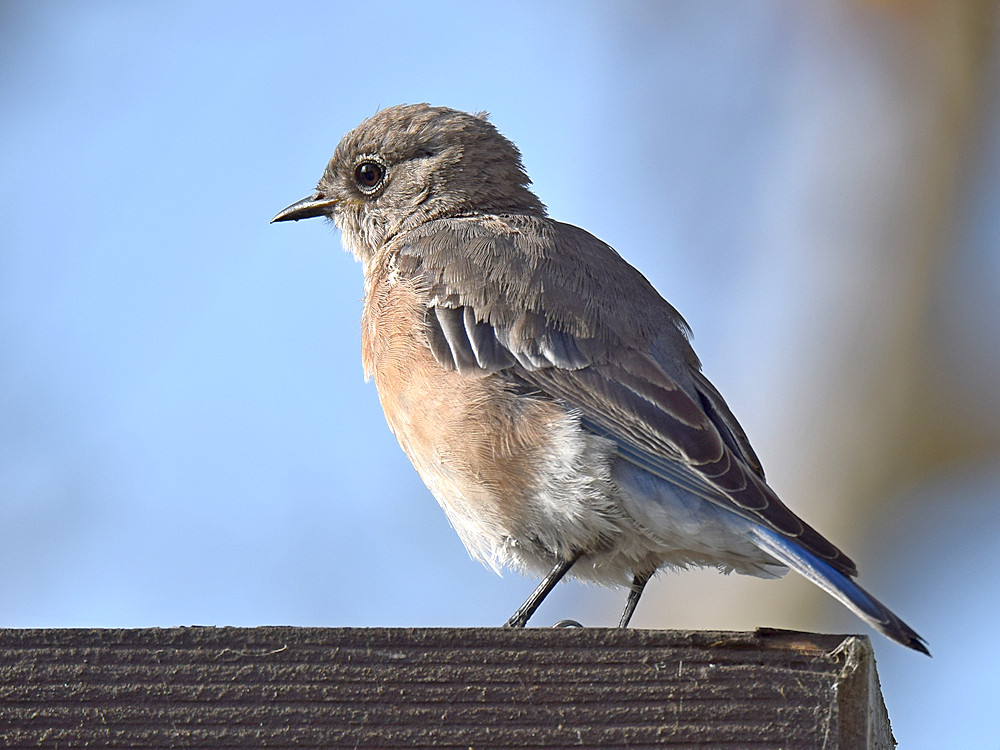 BlueBird9.jpg