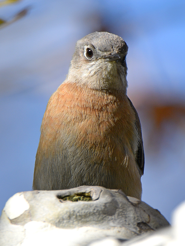 Bluebird9.jpg