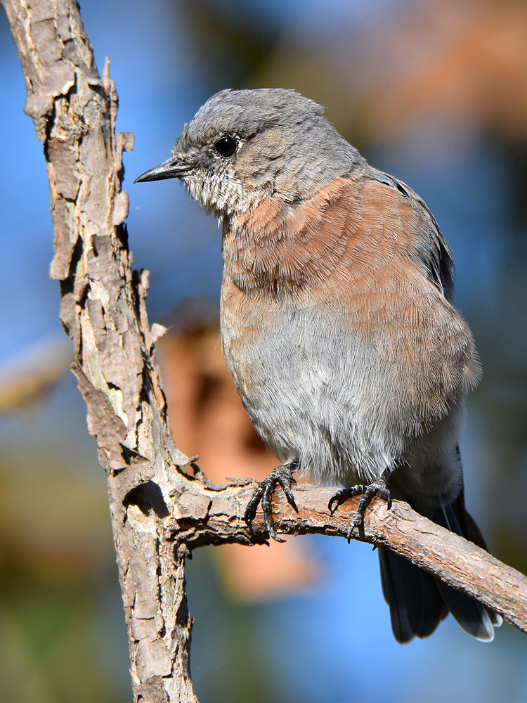 Bluebird9.jpg