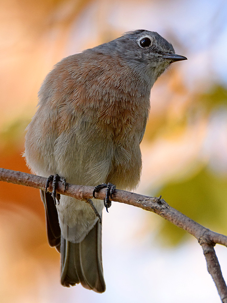 Bluebird9.jpg