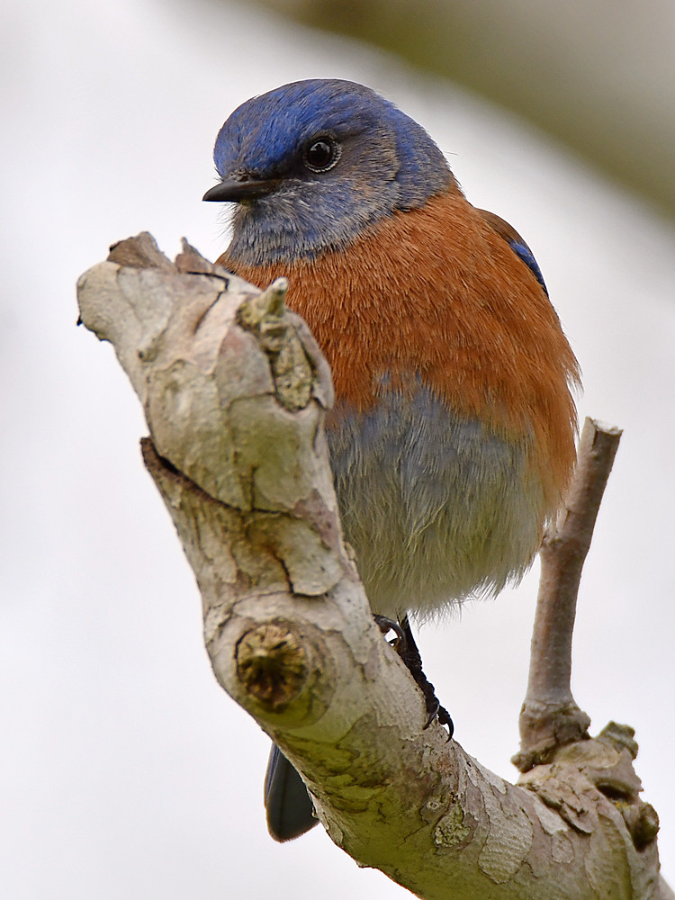 Bluebird9.jpg