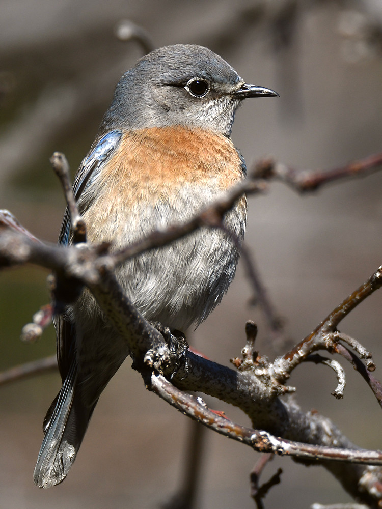 Bluebird9.jpg