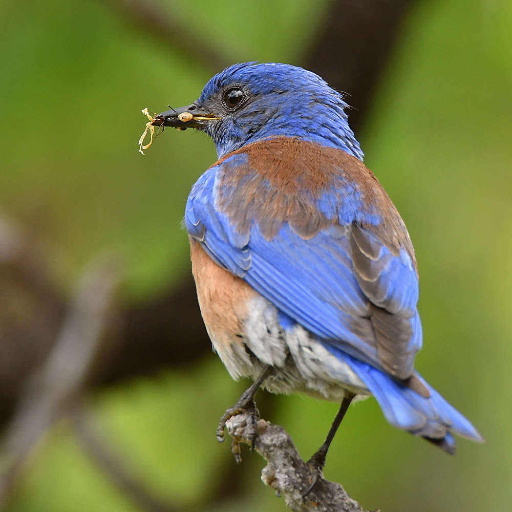 Bluebird9.jpg