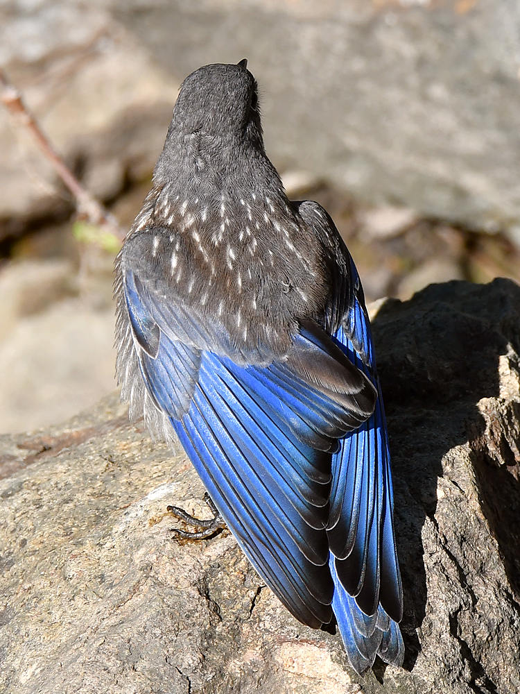 Bluebird9.jpg