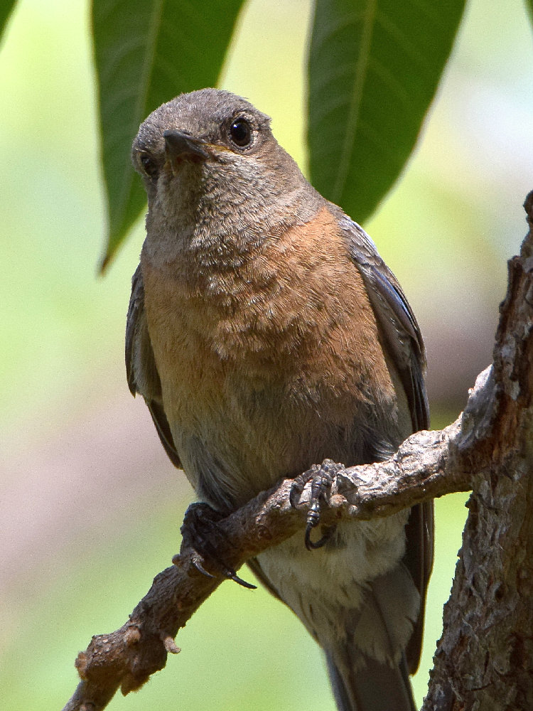 Bluebird9.jpg