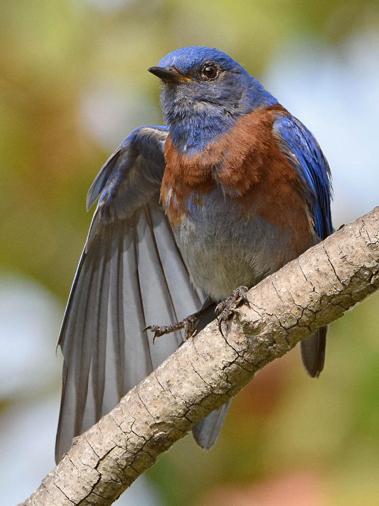 Bluebird9.jpg