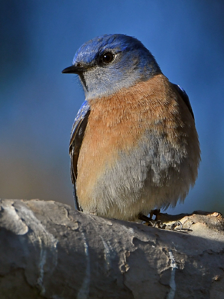 Bluebird9.jpg