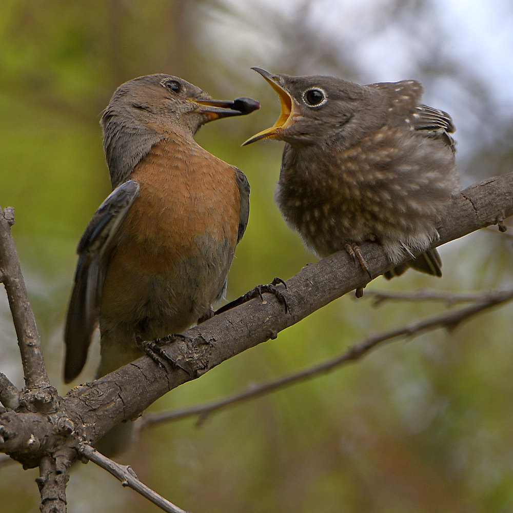 Bluebird9.jpg