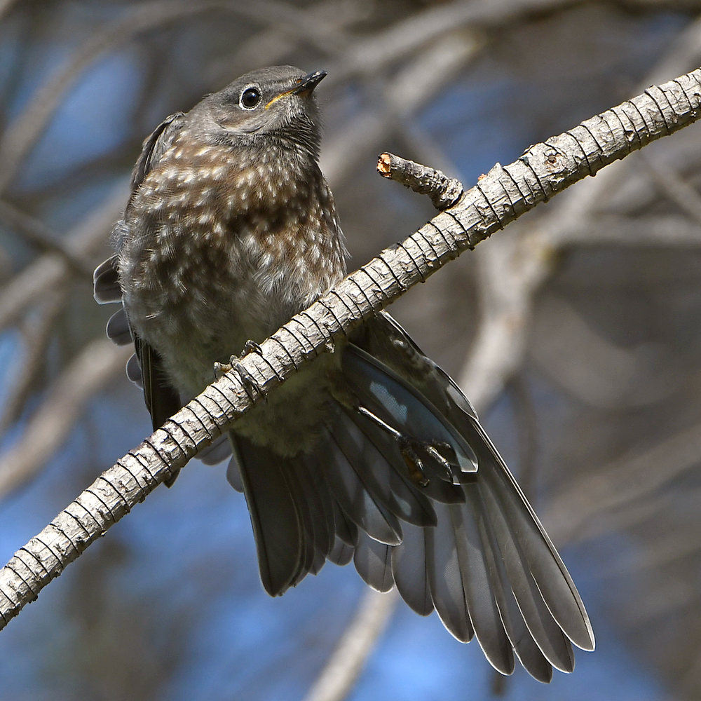 Bluebird9.jpg