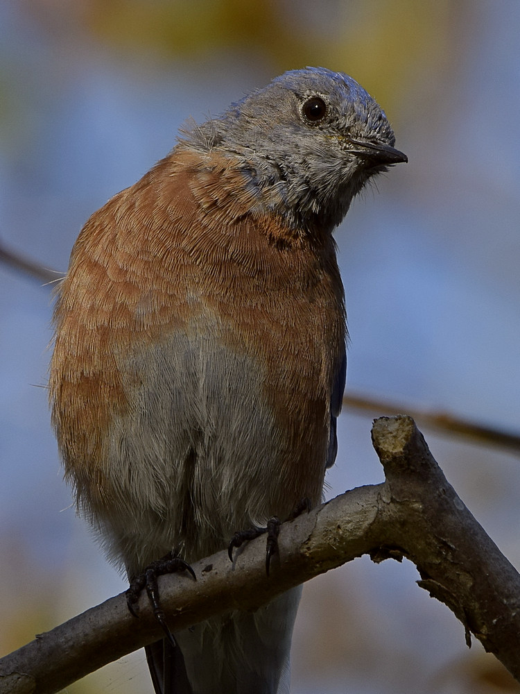 Bluebird9.jpg